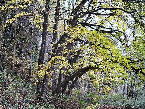 horse chestnut tree Aesculus sp., Tolt River John MacDonald Park, Carnation, Washington