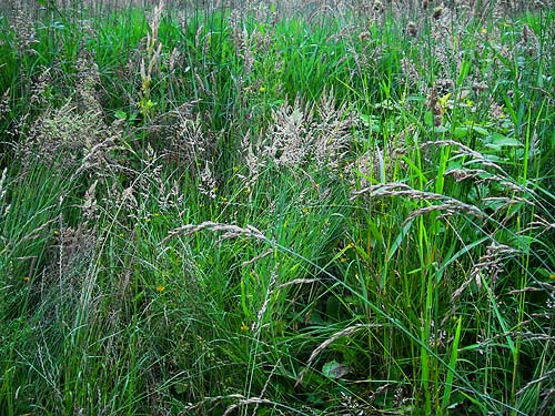 grass meadow in June, Tolt River John MacDonald Park, Carnation, Washington