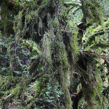 moss on tree, Tolt River John MacDonald Park, Carnation, Washington