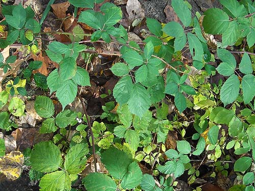 invasive Himalayan blackberry, Rubus discolor, Tolt River John MacDonald Park, Carnation, Washington