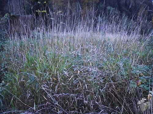 tall part of large grassy field, Tolt River John MacDonald Park, Carnation, Washington