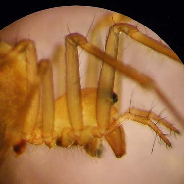 microspider Lepthyphantes zibus Linyphiidae from litter, Tolt River John MacDonald Park, Carnation, Washington