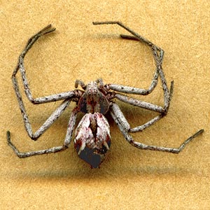 Philodromus histrio crab spider female from sagebrush, saddle east of Cave Mountain, Okanogan County, Washington