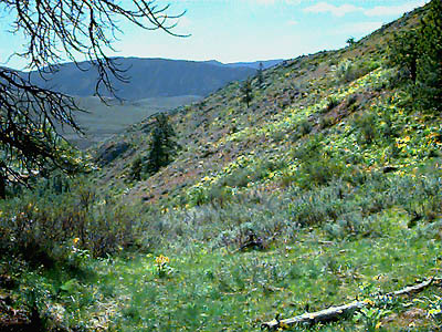 Edge of Artemisia shrub-steppe with Balsamorhiza, saddle east of Cave Mountain, Okanogan County, Washington