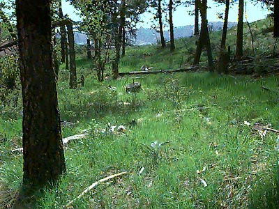grassy understory in Ponderosa pine forest near steppe ecotone, saddle east of Cave Mountain, Okanogan County, Washington