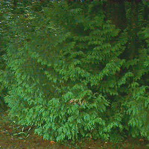 red cedar foliage Thuja plicata, Catherine Creek Park, Lake Stevens, Snohomish County, Washington