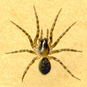 juvenile spider Cybaeus sp., Cybaeidae from leaf litter, Centennial Woods Park, Lake Stevens, Snohomish County, Washington