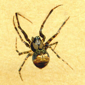 female spider Ero canionis, Mimetidae, from ferns, Catherine Creek Park, Lake Stevens, Snohomish County, Washington