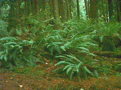 sword fern understory Polystichum munitum, Catherine Creek Park, Lake Stevens, Snohomish County, Washington