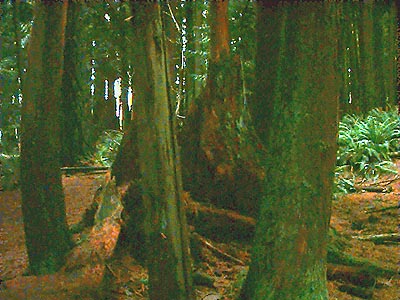dead wood (stump and snags), Catherine Creek Park, Lake Stevens, Snohomish County, Washington