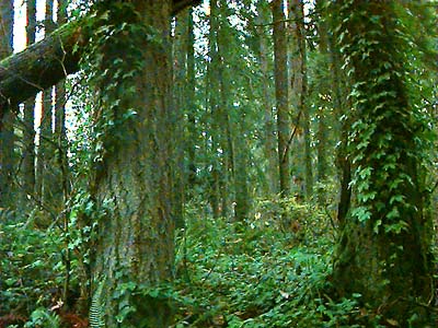 ivy Hedera helix on tree trunks, Centennial Woods Park, Lake Stevens, Snohomish County, Washington