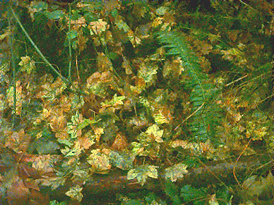 leaf litter from maple Acer, Centennial Woods Park, Lake Stevens, Snohomish County, Washington