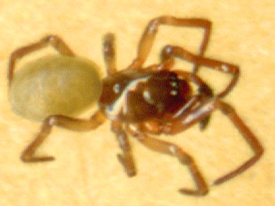male spider Robertus vigerens litter, Centennial Woods Park, Lake Stevens, Snohomish County, Washington