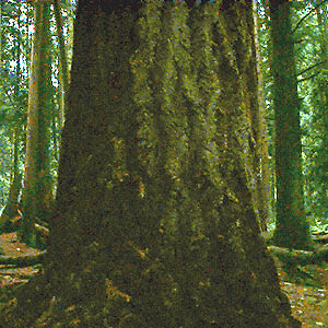 trunk of Douglas-fir Pseudotsuga menziesii, Catherine Creek Park, Lake Stevens, Snohomish County, Washington