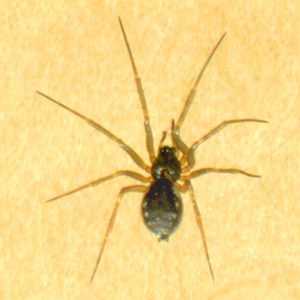 female spider Lepthyphantes (Tenuiphantes) zelatus, Linyphiidae, from leaf litter, Centennial Woods Park, Lake Stevens, Snohomish County, Washington