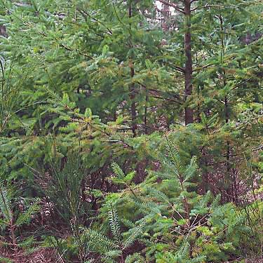 Douglas-fir foliage Pseudotsuga menziesii, Sequalitchew Creek trailhead, Dupont, Washington