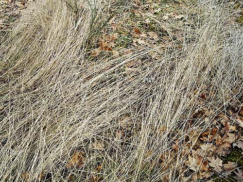 grass at edge of field, Sequalitchew Creek trailhead, Dupont, Washington