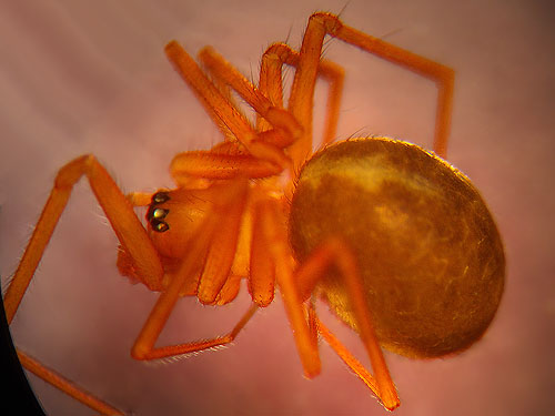 linyphiid spider Helophora reducta, Sequalitchew Creek trailhead, Dupont, Washington