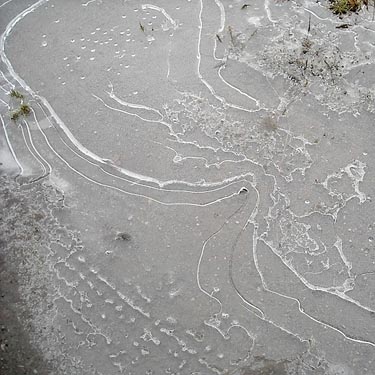 ice on puddle, Sequalitchew Creek trailhead, Dupont, Washington