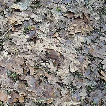 Garry oak leaf litter, Sequalitchew Creek trailhead, Dupont, Washington
