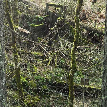 moss in tree grove, Sequalitchew Creek trailhead, Dupont, Washington