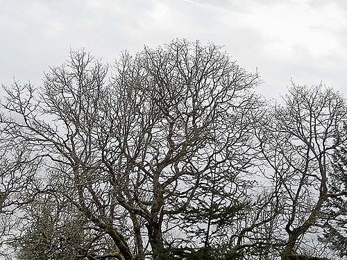 bare winter Garry oak trees Quercus garryana, Sequalitchew Creek trailhead, Dupont, Washington
