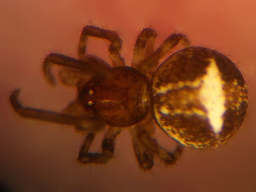 juvenile theridiid spider Theridion simile, Sequalitchew Creek trailhead, Dupont, Washington