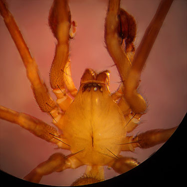 agelenid spider Cicurina tersa from oak litter, Sequalitchew Creek trailhead, Dupont, Washington