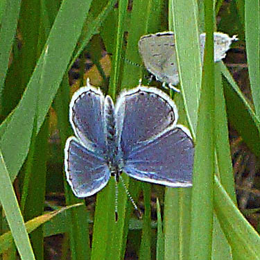 tailed blue butterfly Everes amyntula, Chikamin Creek, central Chelan County, Washington