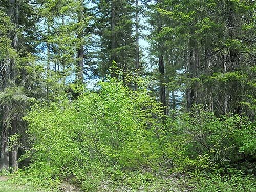 seral montane conifer forest, Minnow Creek Trail trailhead, central Chelan County, Washington