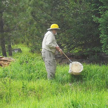 Fred Austin sweeping grass, meadow between Chikamin Creek & Chiwawa River, central Chelan County, Washington