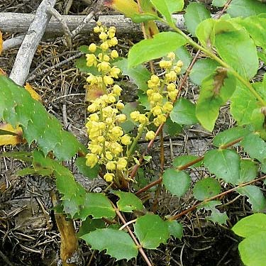 Oregon grape Berberis sp. flower, Minnow Creek Trail trailhead, central Chelan County, Washington