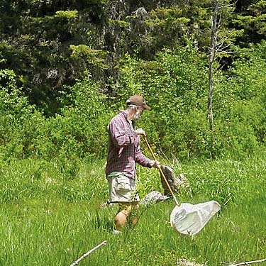 Jerry Austin sweeping meadow at Chikamin Creek, central Chelan County, Washington