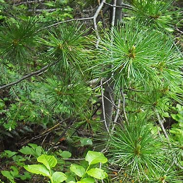 lodgepole pine Pinus contorta, Minnow Creek Trail trailhead, central Chelan County, Washington