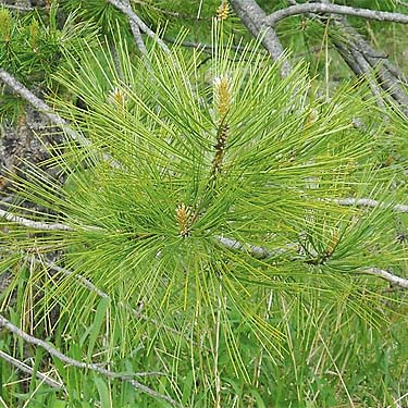 young ponderosa pine Pinus in meadow between Chikamin Creek & Chiwawa River, central Chelan County, Washington