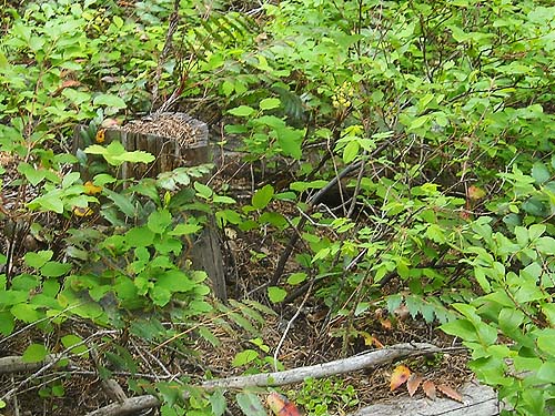 forest understory habitat, Minnow Creek Trail trailhead, central Chelan County, Washington