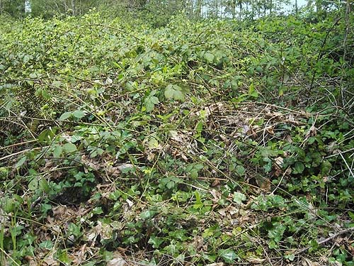 barrier of invasive blackberry and ivy, Boise Creek at King County Fairgrounds, Enumclaw, Washington