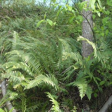 fern understory Polystichum munitum on wooded hill, Boise Creek at King County Fairgrounds, Enumclaw, Washington