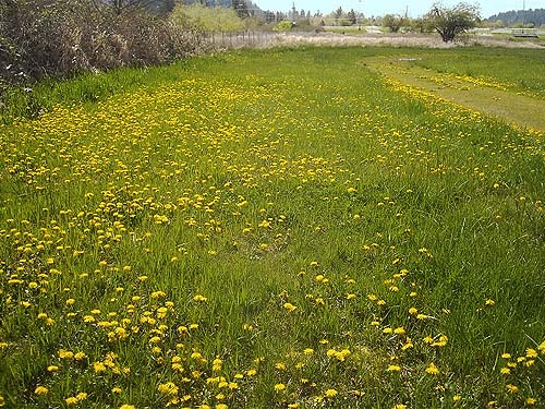 grass field with dandelions, Boise Creek at King County Fairgrounds, Enumclaw, Washington