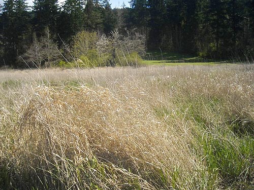 marshy tract of field, Boise Creek at King County Fairgrounds, Enumclaw, Washington