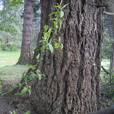 trunk of mature Douglas-fir, Boise Creek at King County Fairgrounds, Enumclaw, Washington