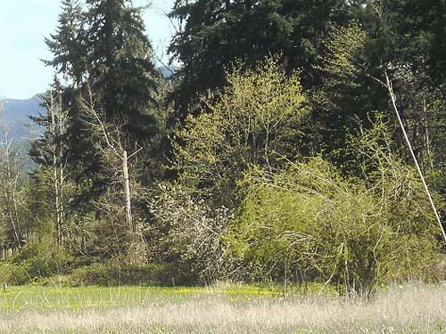 woods at edge of field and golf course, Boise Creek at King County Fairgrounds, Enumclaw, Washington