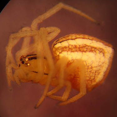 theridiid spider Chrysso pelyx from Cleveland Park, Klickitat County, Washington