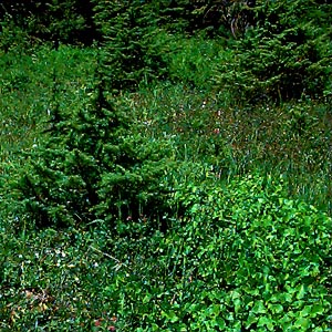 conifer clump in Sphagnum bog on Coal Mountain, Skagit County, Washington