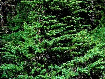 mountain hemlock Tsuga mertensiana foliage at edge of Sphagnum bog on Coal Mountain, Skagit County, Washington