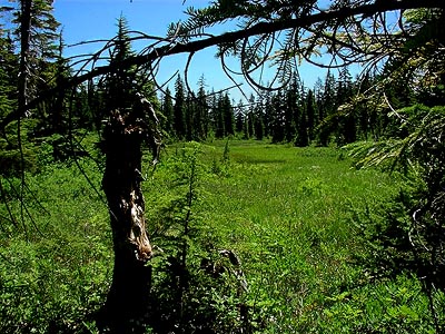 Sphagnum bog on Coal Mountain, Skagit County, Washington