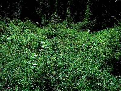 shrub meadow in Sphagnum bog on Coal Mountain, Skagit County, Washington