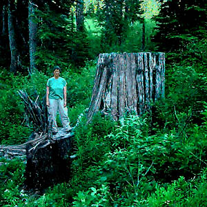 Laurel Ramseyer beside old growth stump, Coal Mountain, Skagit County, Washington