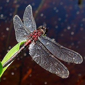 dragonfly Sympetrum sp., Sphagnum bog on Coal Mountain, Skagit County, Washington