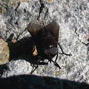 horse fly Tabanidae on phyllite, Coal Mountain, Skagit County, Washington